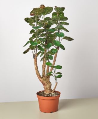 House Plant Shop