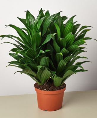 House Plant Shop