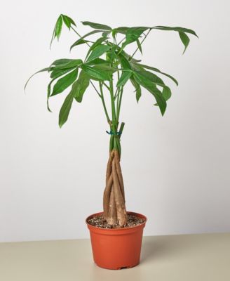 House Plant Shop