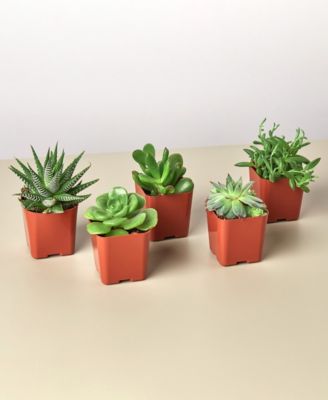 House Plant Shop