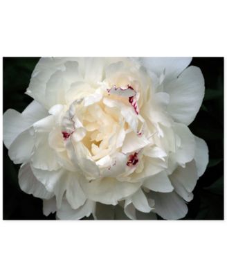 Trademark Global - 'Perfect Peony' Canvas Art by Kurt Shaffer