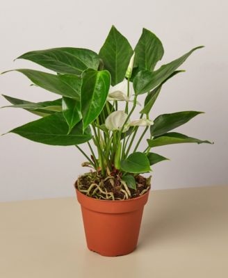 House Plant Shop