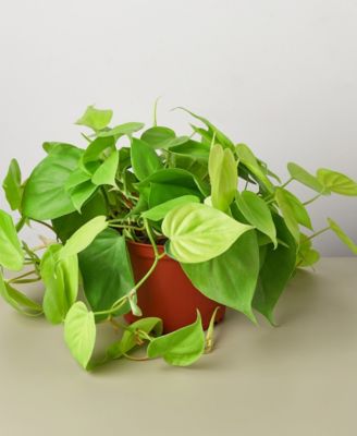 House Plant Shop
