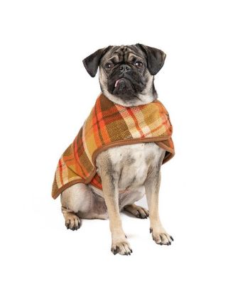 Chilly Dog