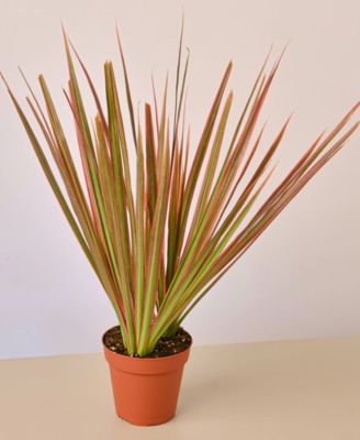 House Plant Shop
