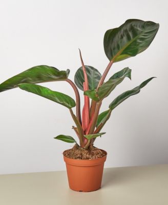 House Plant Shop