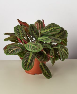 House Plant Shop