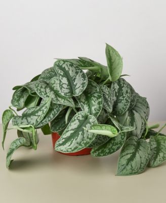 House Plant Shop