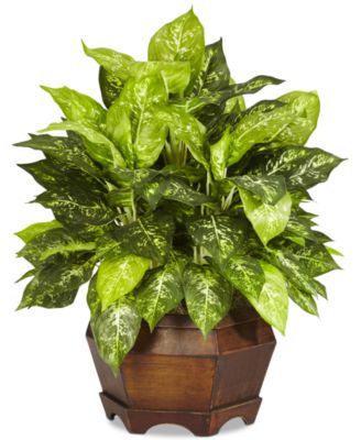 Nearly Natural - Variegated Dieffenbachia Artificial Plant in Large Hexagon Planter